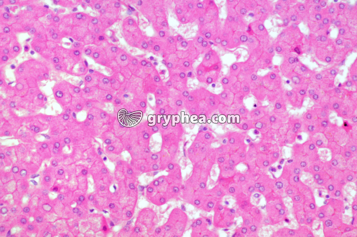 Hépatocytes sains x100 - gryphea.org